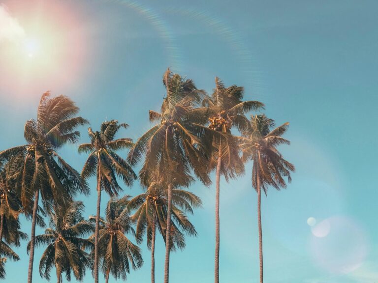 Scorching summer sun shining over tall palm trees under a clear blue sky, illustrating extreme heat conditions and the importance of preventing heat illness during hot weather.